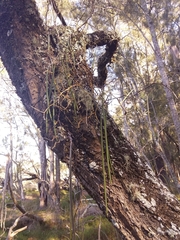 Dendrobium teretifolium