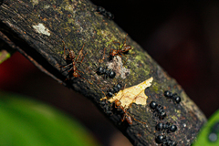 Oecophylla longinoda