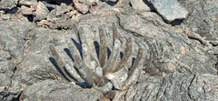 Brachycereus nesioticus
