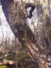 Dendrobium teretifolium