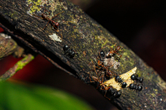 Oecophylla longinoda