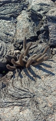 Brachycereus nesioticus