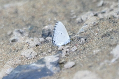 Eicochrysops hippocrates