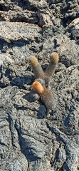 Brachycereus nesioticus