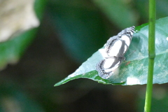 Neptis nicomedes