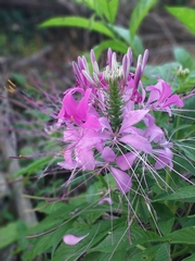 Cleome houtteana