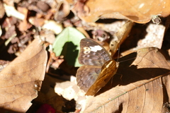 Bebearia congolensis