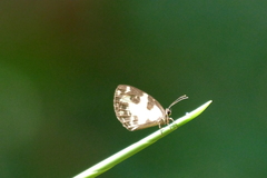 Falcuna margarita