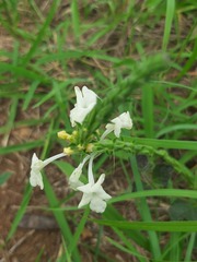 Chascanum