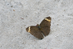 Bebearia fontaineana