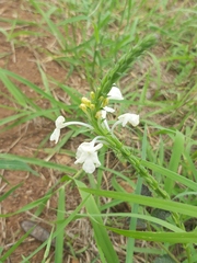 Chascanum