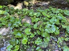 Petasites formosanus