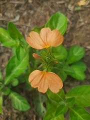 Crossandra