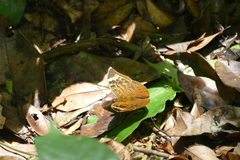 Bebearia sophus