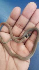 Sibynophis subpunctatus