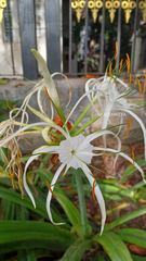 Hymenocallis littoralis