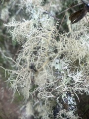 Usnea rubicunda