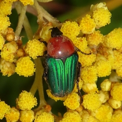 Leucocelis amethystina
