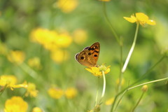 Heteronympha cordace