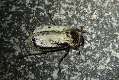 Dermolepida albohirtum