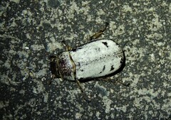 Dermolepida albohirtum