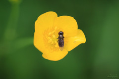 Eristalinae