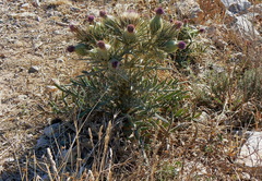 Cirsium odontolepis
