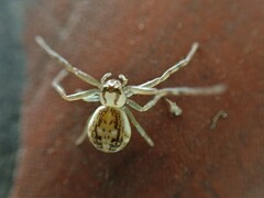 Diaea ambara