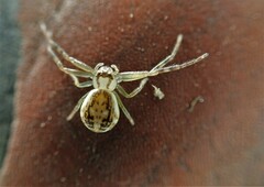 Diaea ambara
