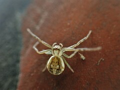 Diaea ambara