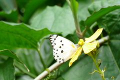 Belenois sudanensis