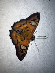 Myscelus santhilarius