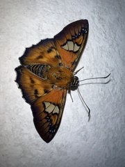Myscelus santhilarius