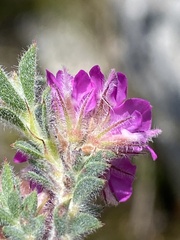 Indigofera glomerata