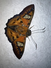 Myscelus santhilarius