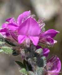 Indigofera glomerata