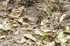 Graphium latreillianus