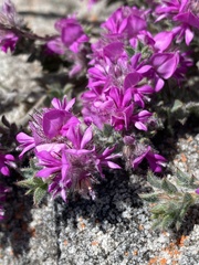 Indigofera glomerata