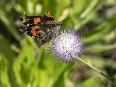 Vanessa vulcania