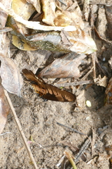 Graphium latreillianus