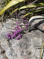 Indigofera glomerata