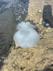 Rhopilema nomadica