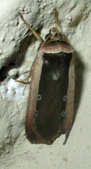 Ochropleura leucogaster