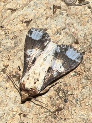 Condica mimica