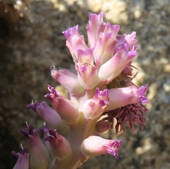 Lachenalia carnosa