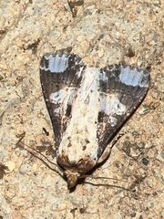 Condica mimica