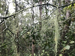 Usnea barbata