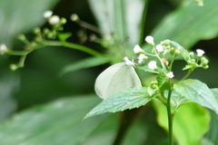 Leptosia
