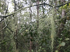 Usnea barbata