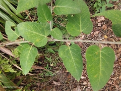Rubus corchorifolius
